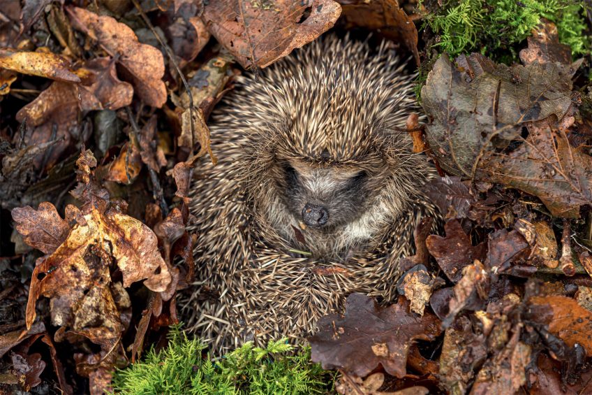 accueillir la nature chez soi en hiver
