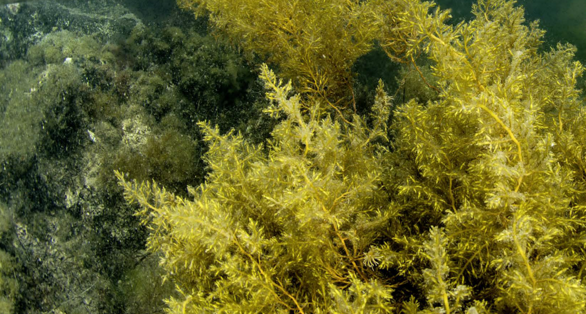 Planète Algues Revue Salamandre 261