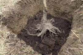 Plantez la bouture ou l’arbre qui deviendra têtard, à moins de choisir un jeune pied déjà existant.