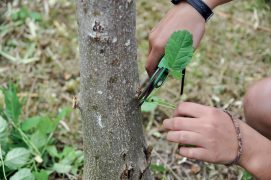 Laissez pousser en élaguant régulièrement les branches latérales le long du tronc avec un sécateur.