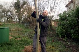 Lorsque le tronc atteint 5 cm de diamètre, coupez la couronne avec une scie à ébrancher, à moins de 2 m du sol.