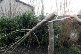 Cette coupe d’étêtage doit être propre et nette.