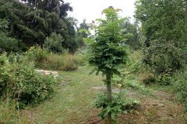 Renouvelez l’opération tous les deux à trois ans pour former la tête de la trogne, puis espacez les coupes tous les cinq à dix ans selon sa croissance. Supprimez régulièrement les pousses latérales.