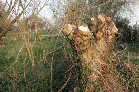 Patientez ! La formation d’une trogne s’étend sur des années, voire plusieurs générations.