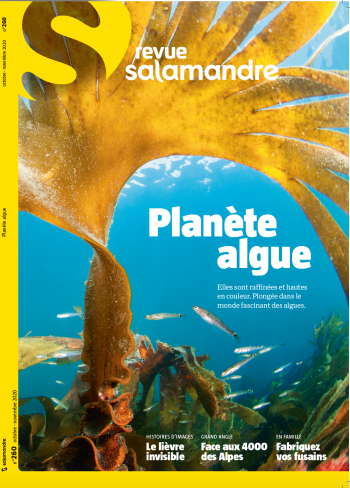 Revue Salamandre 260 Planète algue