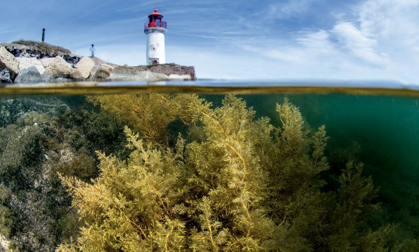 Sargasses mi air-mi eau dans l'étang de Thau (Marseillan, Hérault)