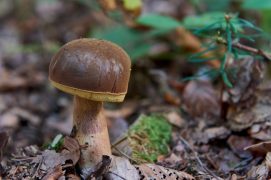 D’autres se reconnaissent
au premier coup d’œil… / © Corinne Aeberhard