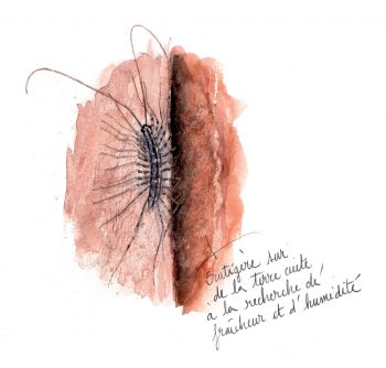 Mille et un squats dans la maison pour les insectes