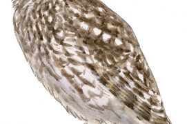 Chevêche d’Athéna  / © Jean Chevallier