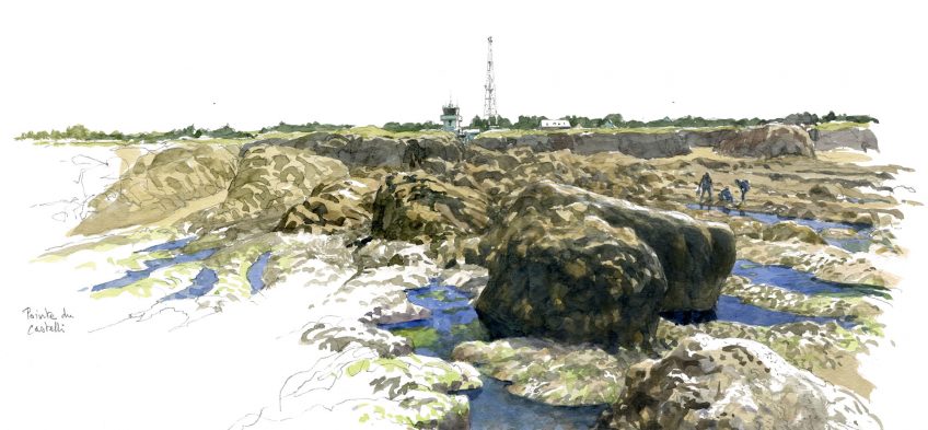 A la découverte des algues sur l'estran