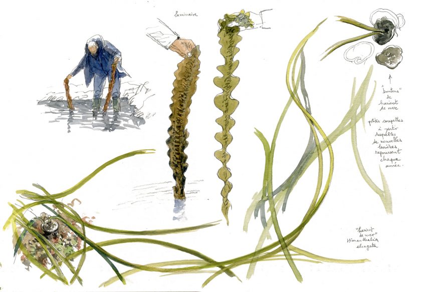 Laminaires et haricots de mer A la découverte des algues sur l'estran