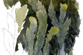 Fucus serratus / © Denis Clavreul