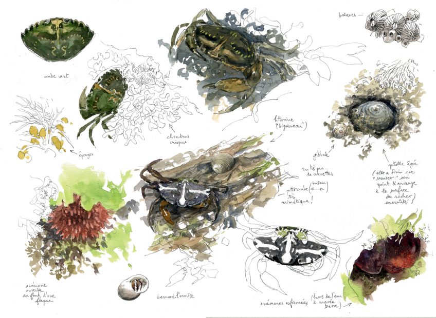 A la découverte des algues et des crabes sur l'estran