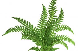 © guliveris / stock.adobe.com