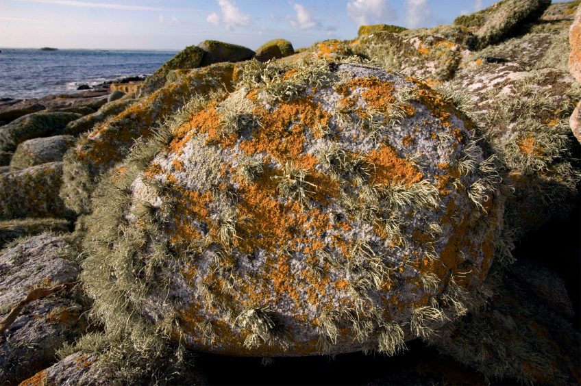 Comment les algues sont-elles sorties de l'eau avec de devenir plantes ? - Lichen