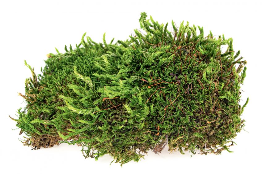 Comment les algues sont-elles sorties de l'eau avec de devenir plantes ? mousse