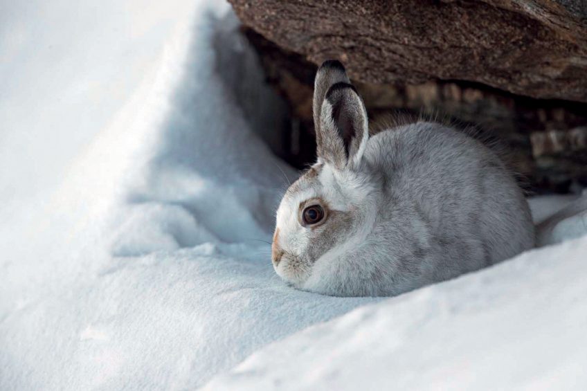 Le lièvre variable immortalisé par le photographe Olivier Born