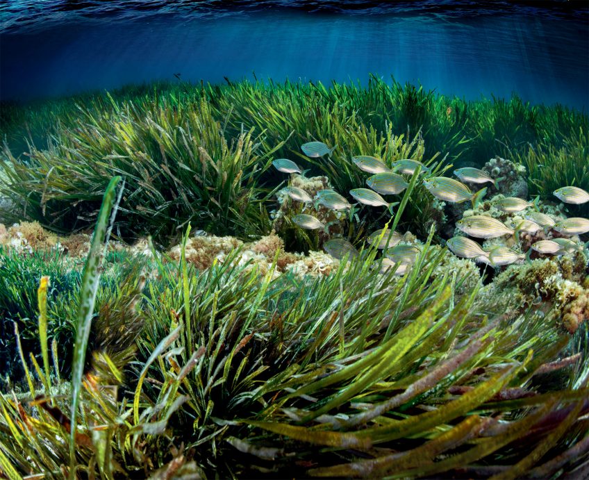 Posidonies et zostères, quand des plantes à fleurs retournent dans l'océan