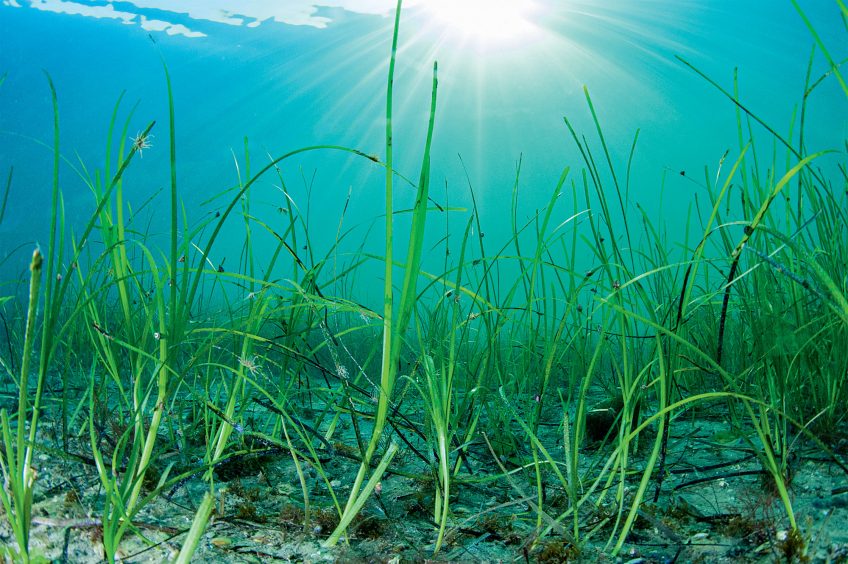 Posidonies et zostères, quand des plantes à fleurs retournent dans l'océan