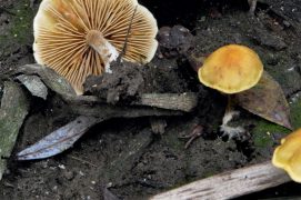 La Pholiota conissans se plaît dans les marécages, aux pieds des roseaux.  / © Bernard Desponds