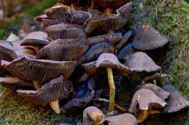 Le manque de pluie rend parfois difficile l’identification de certains champignons.  / © Corinne Aeberhard