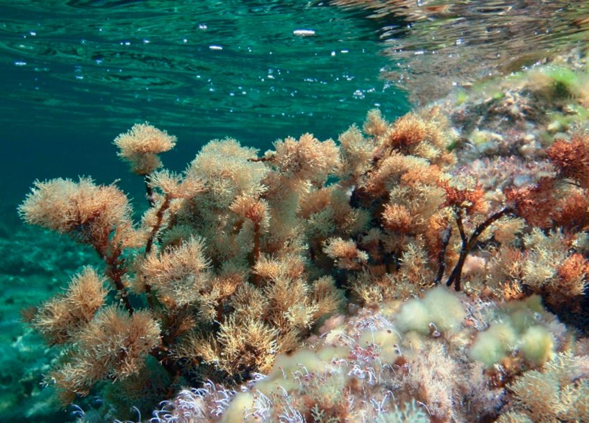 Les algues cystoseires structurent
l’habitat d’innombrables autres organismes.