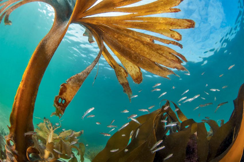 L'apparition des algues brunes, des diatomées aux laminaires