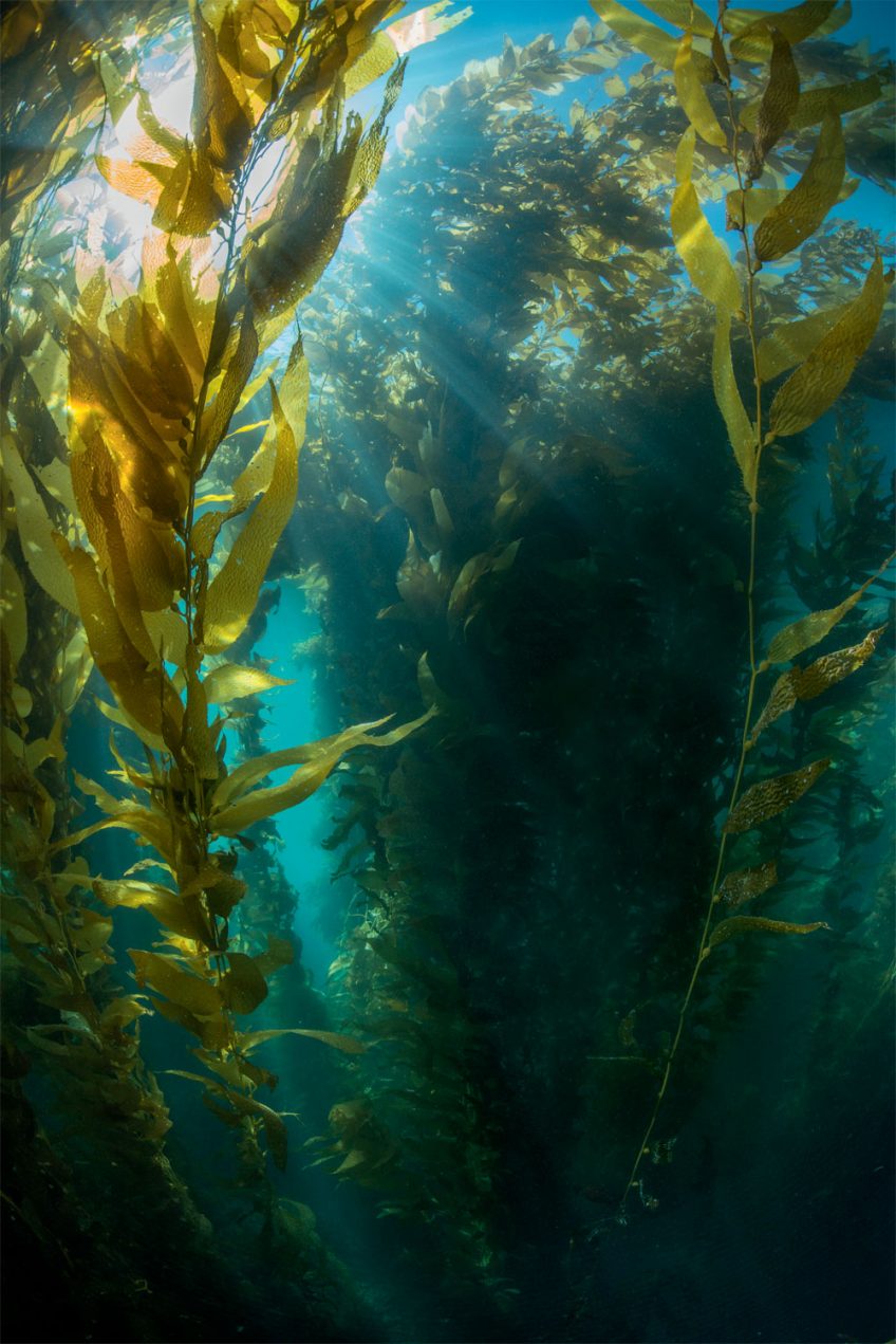 L'apparition des algues brunes, des diatomées aux laminaires