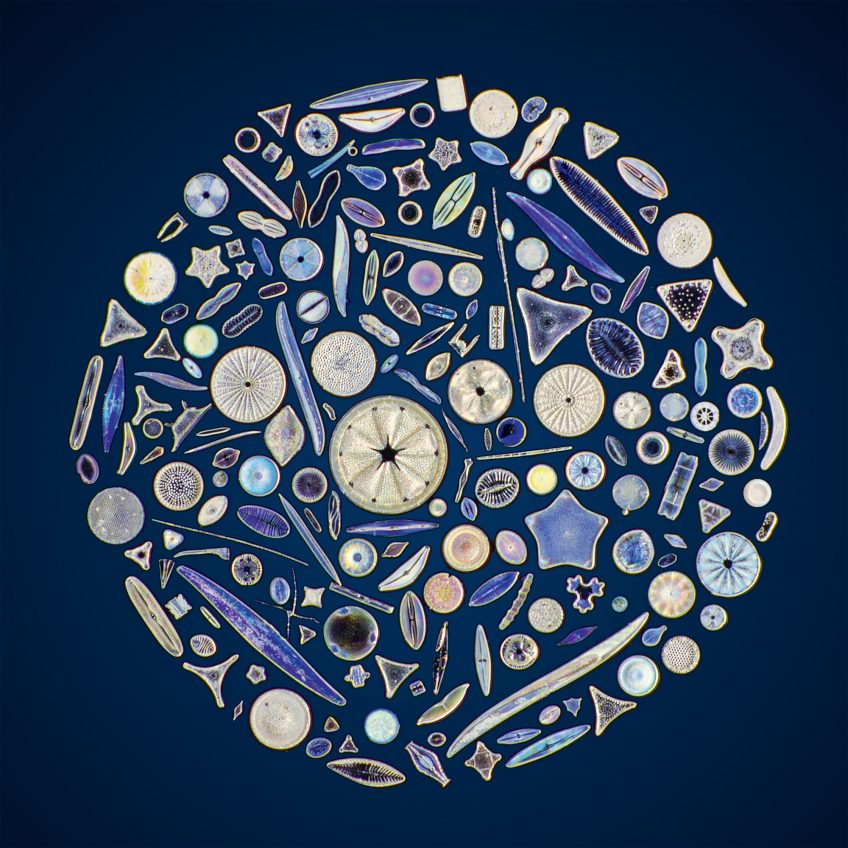 L'apparition des algues brunes, des diatomées aux laminaires