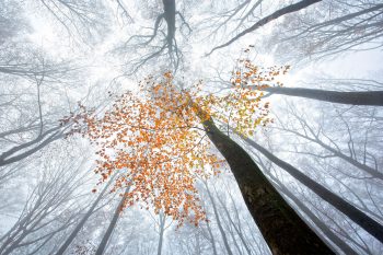 Les feuilles situées aux extrémités des branches sont les premières à changer de couleur, celles qui se trouvent plus près du tronc restent vertes un peu plus longtemps.