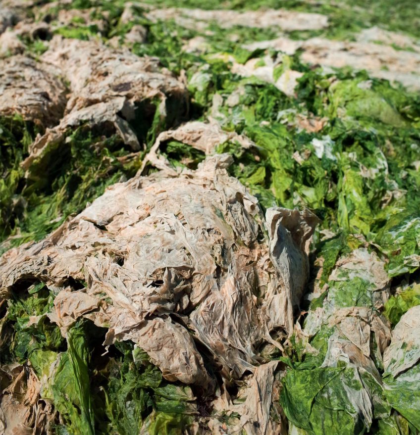 Algue verte Ulva armoricana