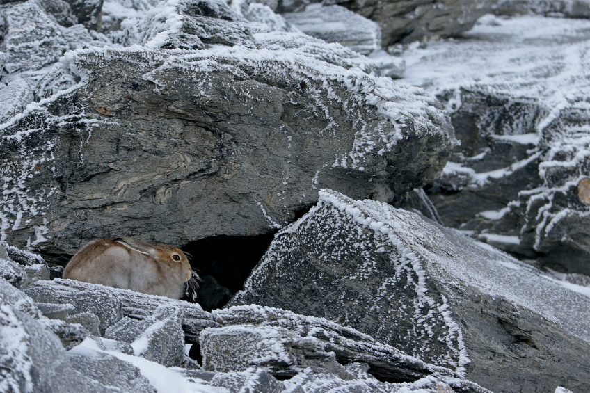 Le lièvre variable immortalisé par le photographe Olivier Born