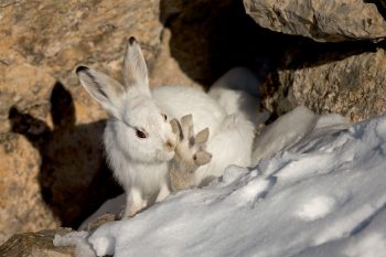 Lièvre variable se toilettant
Alpes vaudoises, Suisse, le 7 décembre 2013 à 15 h 15.