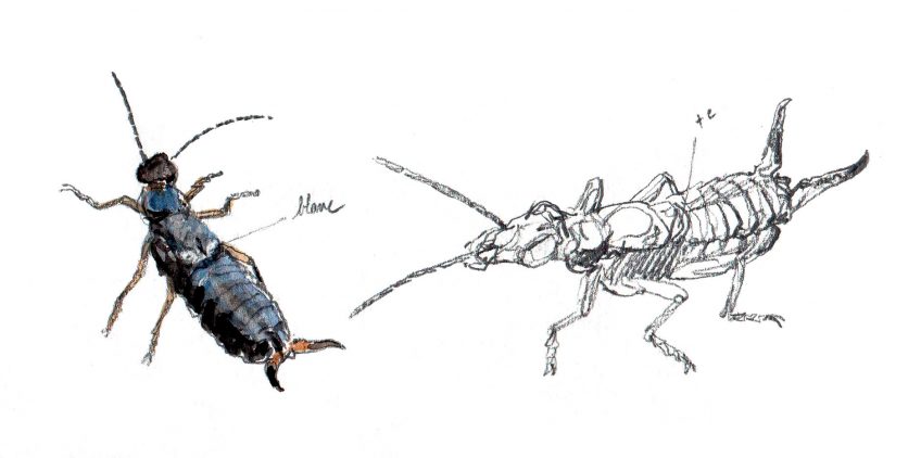 Mille et un squats dans la maison pour les insectes