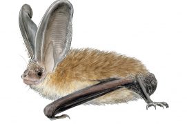 Oreillard roux / © Jean Chevallier