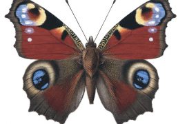 Paon du jour / © Sylvain Leparoux