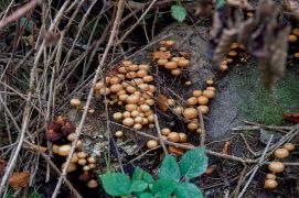 Par temps sec, les tas de bois en décomposition offrent souvent un peu de l’humidité nécessaire à l’émergence des espèces saprophytes. / © Corinne Aeberhard