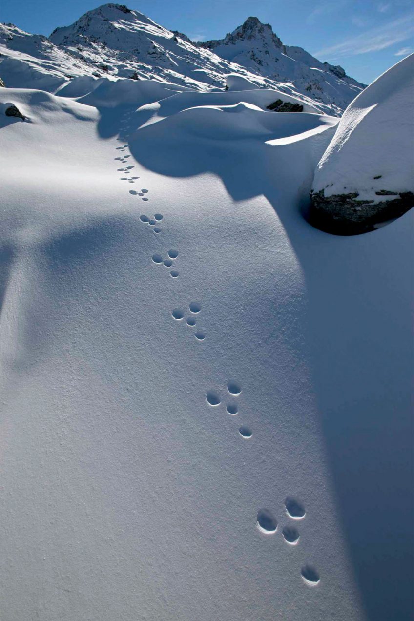 Le lièvre variable immortalisé par le photographe Olivier Born