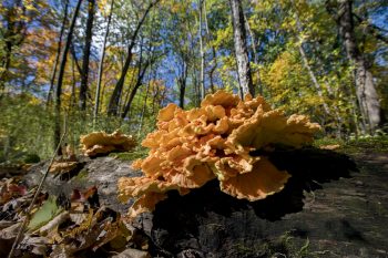 Quand il fait sec, seuls demeurent les champignons les plus résistants, comme ce Polyporus sulphureus, virulent parasite.