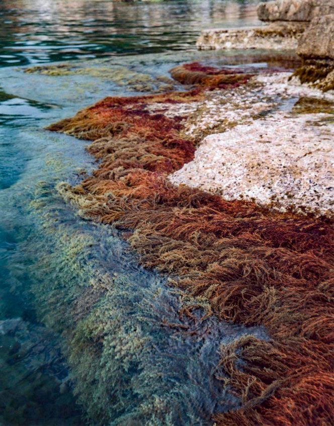 Un spectacle devenu rare : un rivage peuplé
par une forêt d’algues cystoseires.