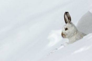 Lièvre variable (Lepus timidus) au gîte mue pour l'hiver, montagnes, Alpes, Suisse.   Lièvre variable (Lepus timidus) au gîte mue pour l'hiver, montagnes, Alpes, Suisse.