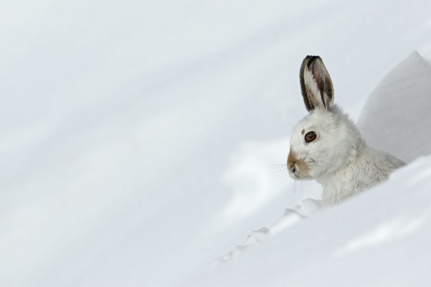 Lièvre variable (Lepus timidus) au gîte mue pour l'hiver, montagnes, Alpes, Suisse.