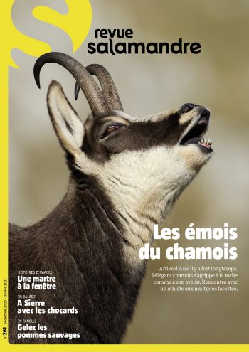 Couverture de La Salamandre n°261
