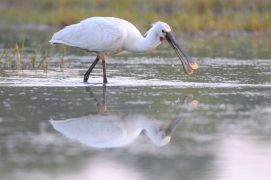 Un tiers des spatules blanches d’Europe du Nord-Ouest passent par le marais d’Orx entre août et octobre. Quelques-unes hivernent. / © Guy Piton / Biosphoto