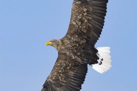 Le pygargue à queue blanche est un puissant prédateur capable de capturer des oiseaux de bonne taille. / © David Tipling / Biosphoto