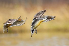 Couple de canards pilets. / © Minden Pictures / Jan Wegener / BIA / Biosphoto