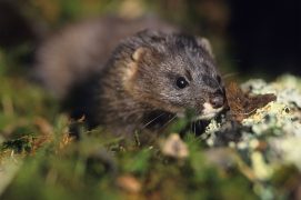 Le vison d’Europe, présent dans la réserve naturelle du marais d’Orx, est l’un des mammifères les plus menacés de France. / © Gilles Martin / Biosphoto