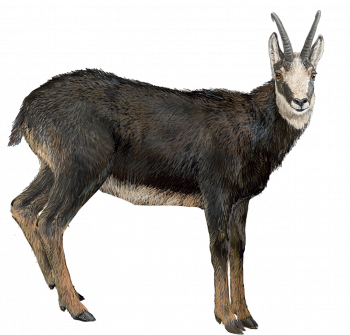 chamois du Caucase chamois du Caucase