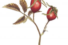 Prunelier / © Gisèle Rime