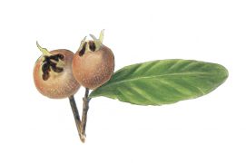 Neflier / © Gisèle Rime